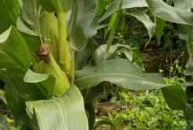 BQ1801玉米品种简介 注意苗期防治地老虎
