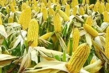 强硕68玉米品种的特性 注意防治瘤黑粉病等病害