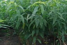 晚熟桃树苗品种推荐 以下几种具有发展潜力