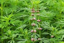 怎么种植益母草 每次中耕除草后都要追肥