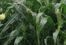 嘉禧100玉米种子特征特性 适应区4月下旬至5月上旬播种