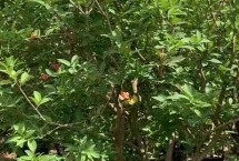 洋蒲桃的种植方法 栽种后要保证土壤的湿润度