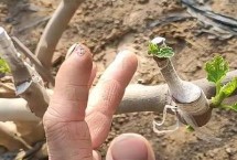 无花果树适合嫁接哪些树种 以波姬红和波尔多品种为宜