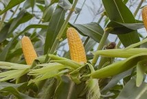 华选688玉米种简介 春播适宜在4月上中旬播种