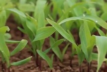 鲁星672玉米种简介 适宜密度为每亩5000株左右