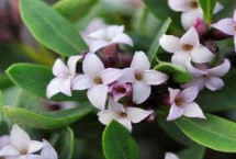 瑞香花和结香花的区别 枝干、叶片和花朵均不同