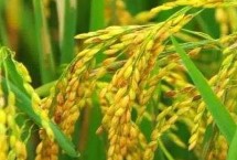 泰优305水稻品种简介 该品种株型紧凑