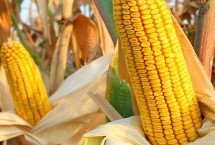 鑫希望678玉米种简介 适宜密度为4500株/亩左右