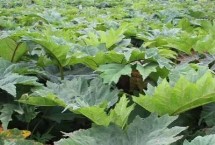 大黄是什么植物 是大黄属多年生草本植物的统称