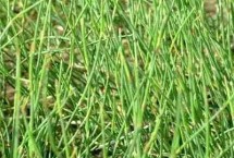 种植麻黄要用什么土壤 砂质壤土、普通壤土均可栽种