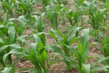 山玉12区试名称 SF1702玉米种简介 生育期127.5天