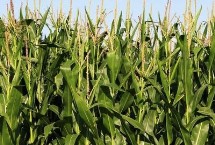 东北丰2125玉米品种的特性 栽培密度为5500株/亩