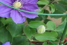 铁线莲的种植方法 冬天需做好保温工作