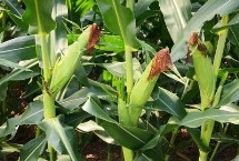 科元玉518玉米种简介 开展好病虫害防治适时收获