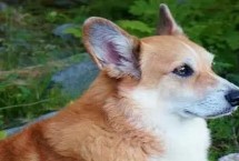 狗细小介绍 幼犬更容易被感染