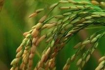 科两优88水稻品种简介 每亩有效穗数16.5万穗