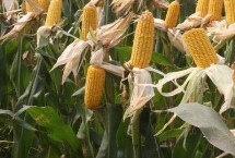 哈糯2025玉米种子特点 种植密度不宜过大
