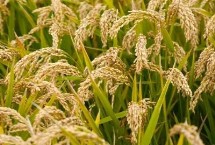 桃两优316水稻种简介 每亩插足基本苗8万以上