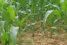 顺科1811玉米种子介绍 5月下旬至6月上中旬播种