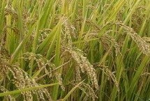 喜粳糯68水稻种子特征特性 亩播种量40-45千克