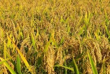 麟两优华占水稻种子特点 每亩有效穗数16.3万穗