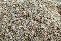 滇龙胆草种子的价格 有些地区每斤可达150元