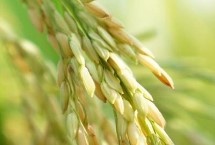 泰谷优466水稻种子介绍 插植密度20厘米×20厘米