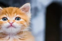 猫的泪痕是怎么形成的 可能是食物含盐量或者含油量过高导致的