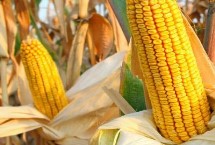 东萌899玉米品种简介 保苗密度以4500株/亩为宜