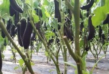 大棚茄子施肥技术 新棚的施肥量比老棚多