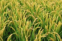 泽两优8607水稻种子介绍 全生育期127.8天