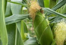 明玉605玉米种子介绍 放赤眼蜂防治玉米螟虫