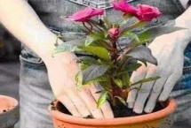 花卉换盆技巧 一般每年或隔年进行一次换盆