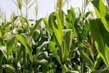 正玉318玉米品种的特性 春播平均生育期116.5天