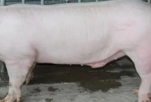 猪有哪些品种 包括杜洛克、成华猪、大白猪、长白猪等种类