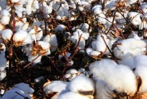 中棉9934棉花种子特征特性 地膜覆盖播期4月15-25日