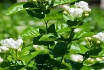 茉莉花茶的产地 产量最高的是横县