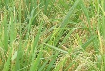 华两优智占水稻品种的特性 全生育期129.2天