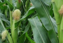 众玉119玉米品种简介 中抗茎腐病