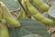 汾豆70大豆种子特征特性 适宜播期4月底至5月上旬