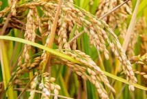 源两优356水稻品种简介 秧田亩播种量10.0千克