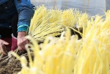 韭黄品种介绍 产地较多各具特色