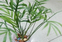 袖珍椰子可以水培吗 可以水培但需精心护理