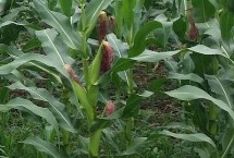 银科8117玉米品种简介 密度4500株/亩左右