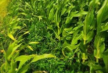 先达6018玉米种子特点 后期如发现肥力不足