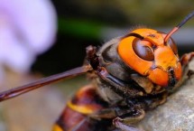 金环胡蜂简介 常被称作“虎头蜂”