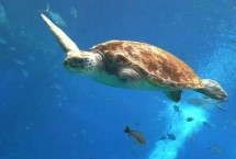 海龟可以活多久 寿命多为100-200年