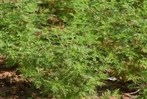 如何种植青蒿 需水量大但对土壤要求不高