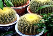 怎么养金虎仙人球 生长季节放在向阳处即可