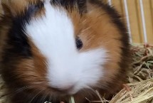 荷兰猪可以吃什么蔬菜 萝卜、油麦菜和芹菜都可以吃